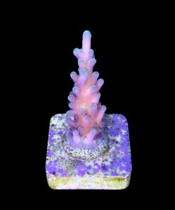 Alternative view of Jaw Dropper M