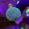Leather Umbrella Green Neon Polyps M