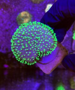 Leather Umbrella Green Neon Polyps M