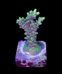 Alternative view of Lemon Pepper M