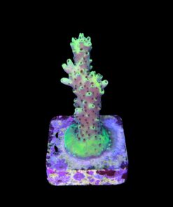 Alternative view of Lemon Pepper M