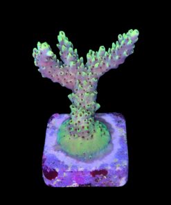 Alternative view of Lemon Pepper M