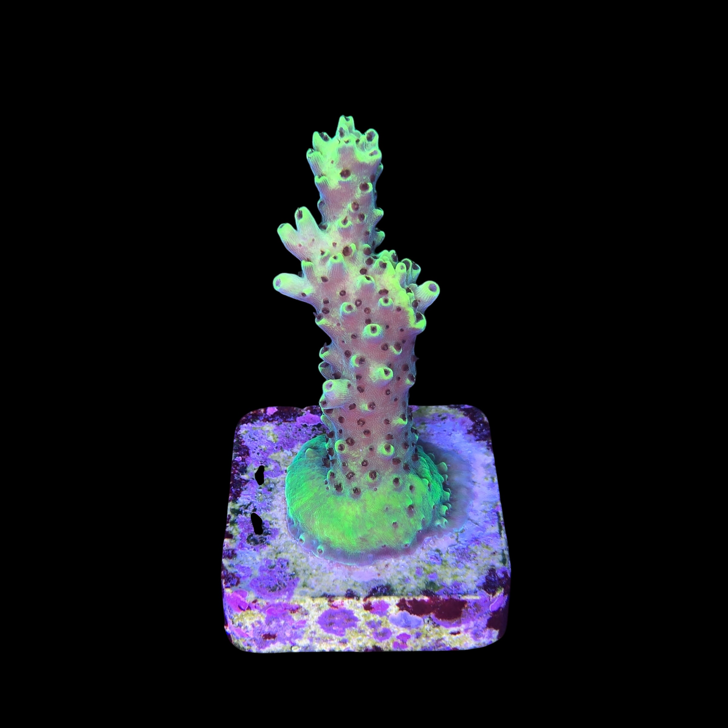 Lemon Pepper M - Imagem 2