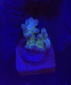 Alternative view of Lorips Blue Tips P