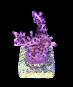 Alternative view of Lorips Pink G