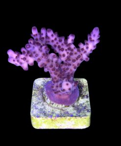 Alternative view of Lorips Pink G