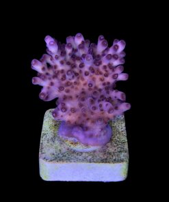 Alternative view of Lorips Pink M