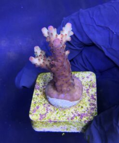 Alternative view of Lorips Strawberry M