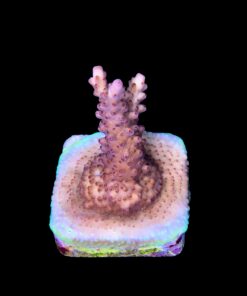 Alternative view of Lorips Strawberry M