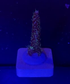 Millepora Blue M
