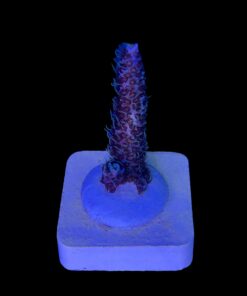 Alternative view of Millepora Blue M