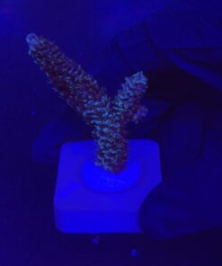 Millepora Blue M