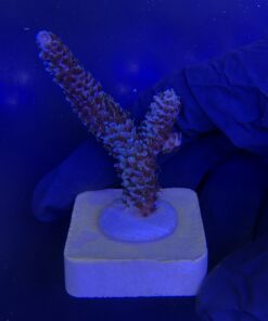 Alternative view of Millepora Blue M