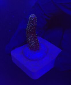 Millepora Blue M