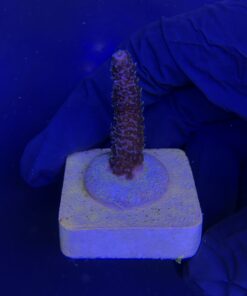 Alternative view of Millepora Blue M