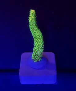 Millepora Eletric Green M