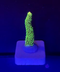 Millepora Eletric Green M