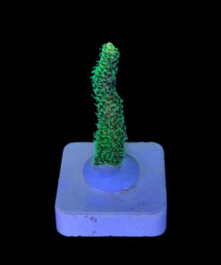 Alternative view of Millepora Eletric Green M