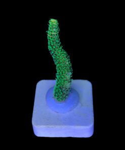 Alternative view of Millepora Eletric Green M