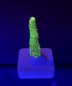 Millepora Eletric Green M