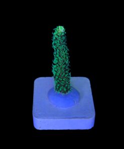 Alternative view of Millepora Eletric Green M