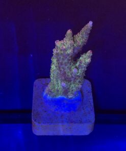 Millepora Magic M