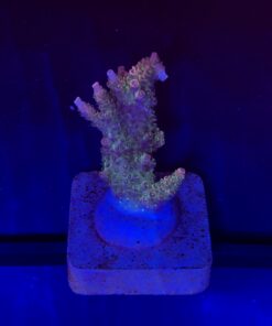 Millepora Magic M