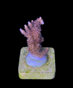 Alternative view of Millepora Magic M