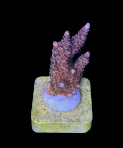 Alternative view of Millepora Magic M