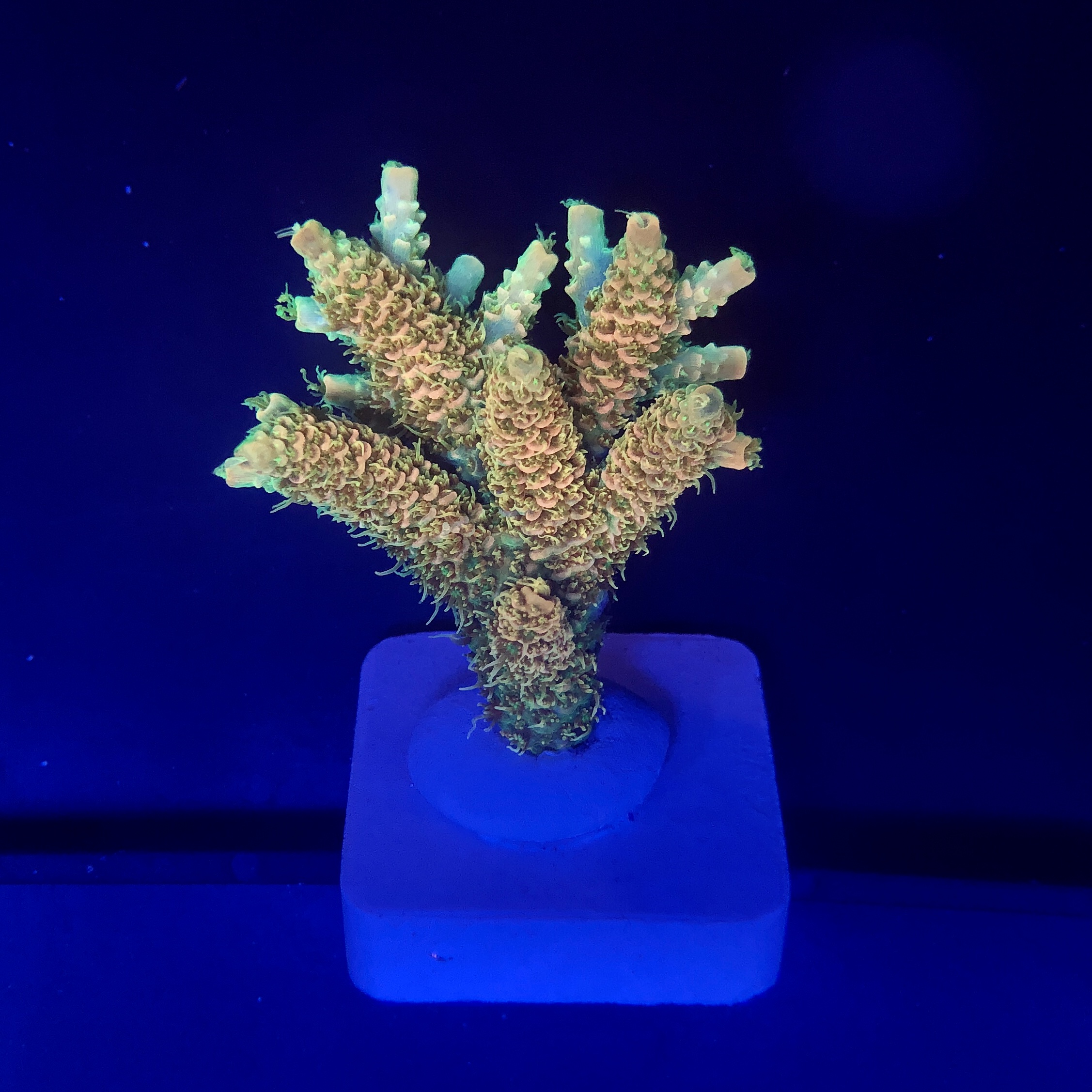 Millepora Orange Yellow Tips G