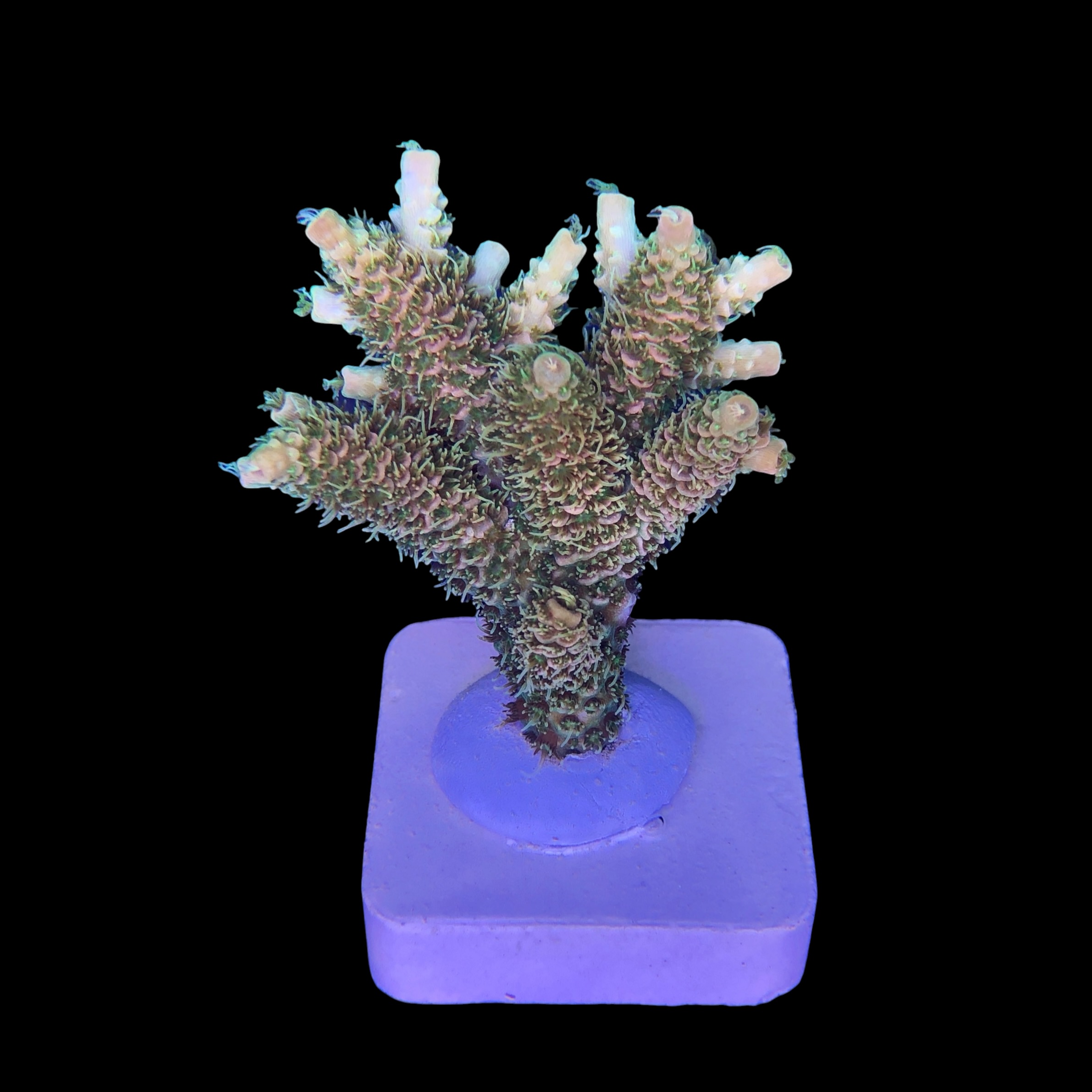 Millepora Orange Yellow Tips G - Imagem 2