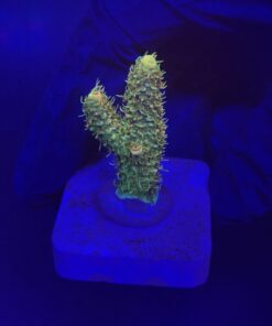 Millepora Orange Yellow Tips M
