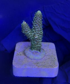 Alternative view of Millepora Orange Yellow Tips M
