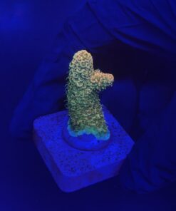 Millepora Orange Yellow Tips M