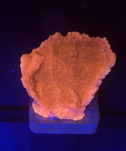 Montipora Capricórnio Laranja M