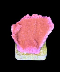 Alternative view of Montipora Capricórnio Laranja M