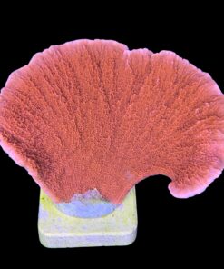 Montipora Capricórnio Laranja G