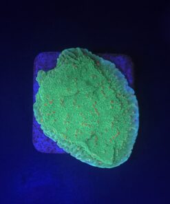 Montipora Chili Pepper M