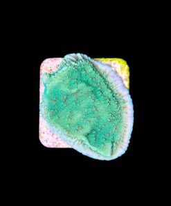 Alternative view of Montipora Chili Pepper M