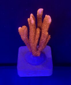 Montipora Digitada Laranja M