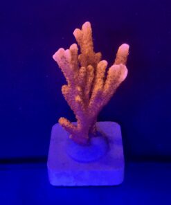 Montipora Digitada Laranja M