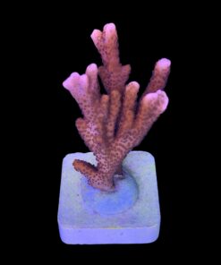 Alternative view of Montipora Digitada Laranja M