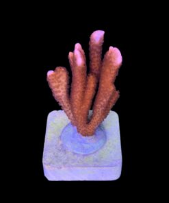 Alternative view of Montipora Digitada Laranja M