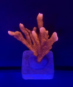 Montipora Digitada Laranja M