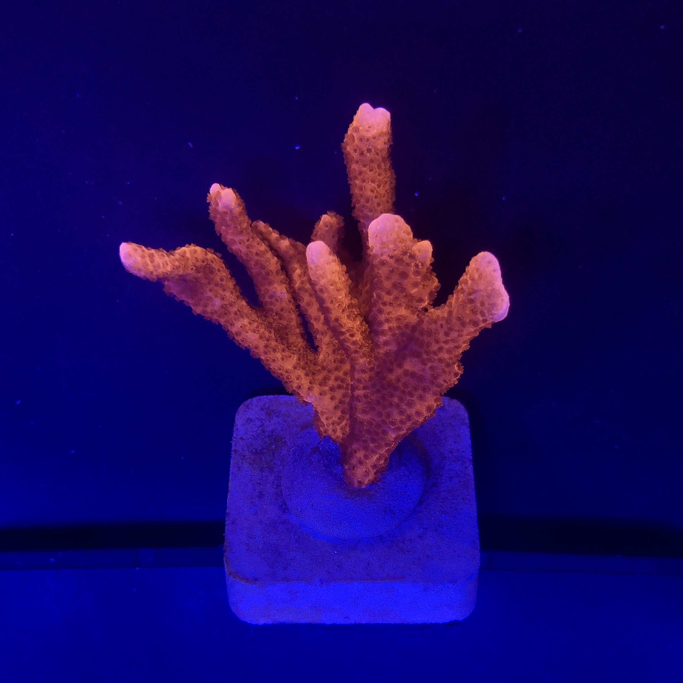 Montipora Digitada Laranja M