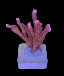 Alternative view of Montipora Digitada Laranja M
