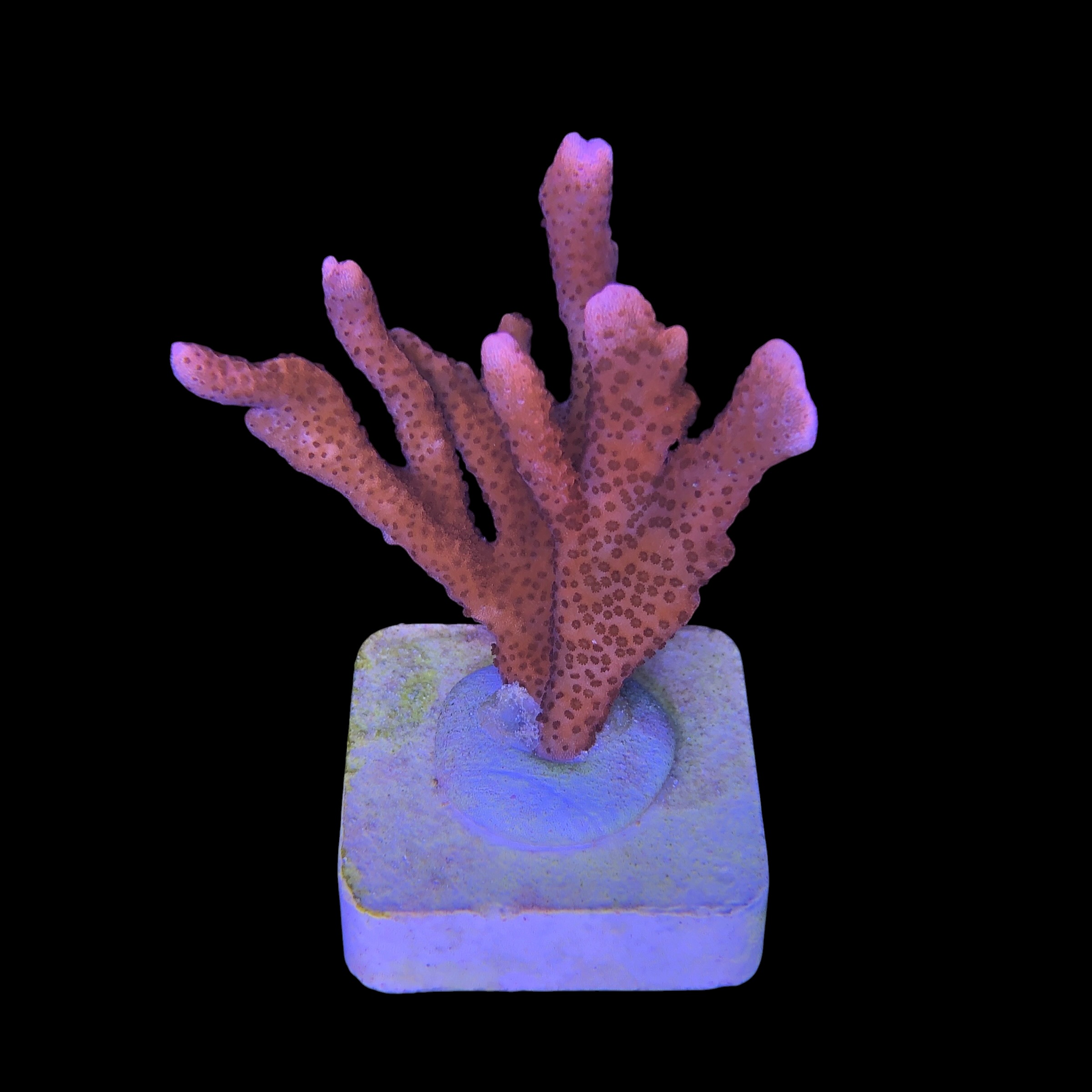 Montipora Digitada Laranja M - Imagem 2