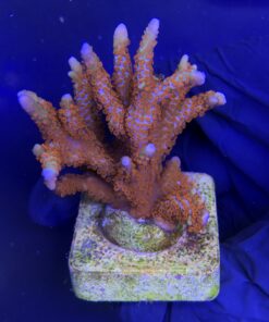 Alternative view of Montipora Forest Fire G