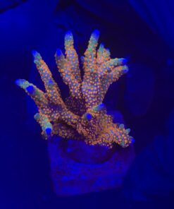 Montipora Forest Fire G