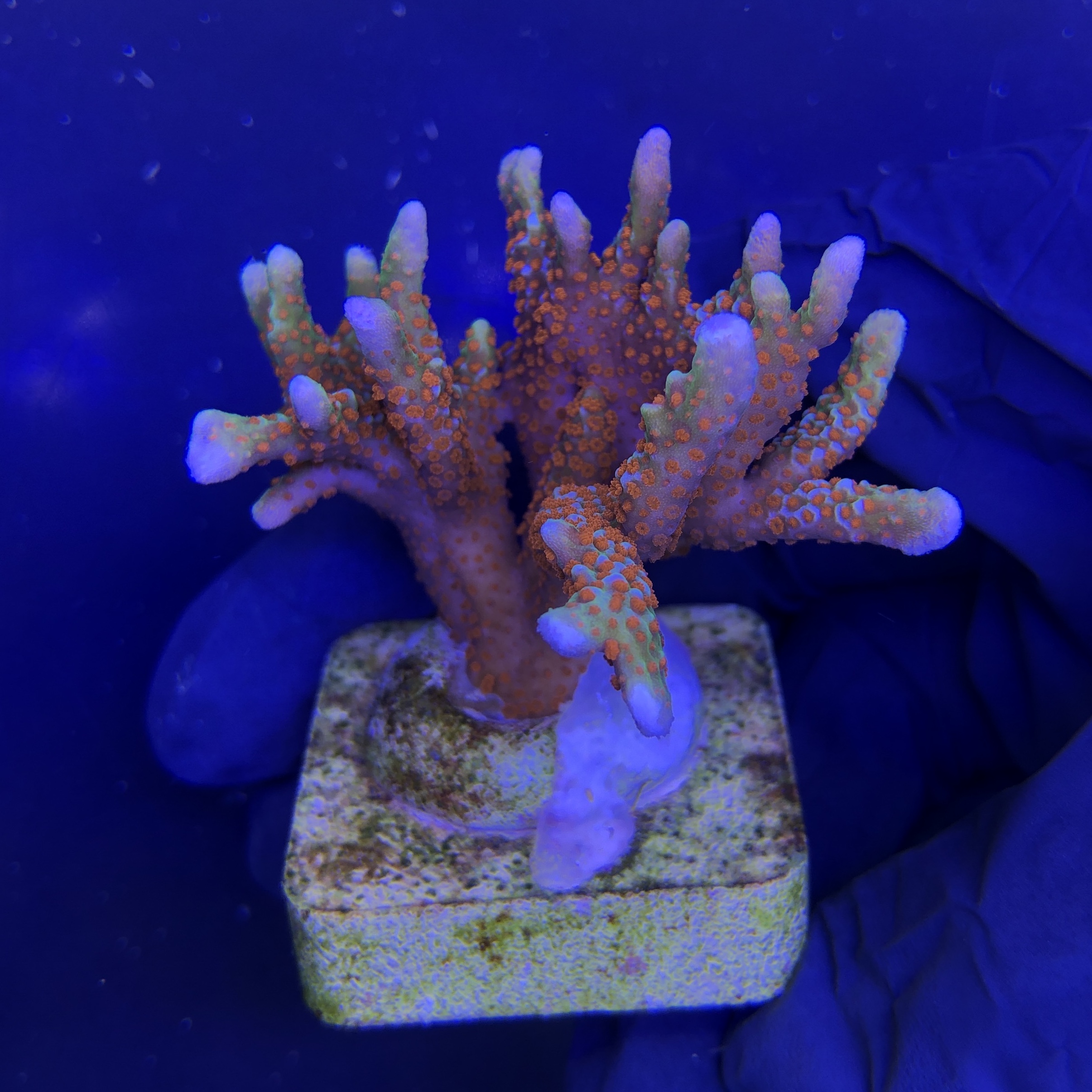 Montipora Forest Fire M - Imagem 2
